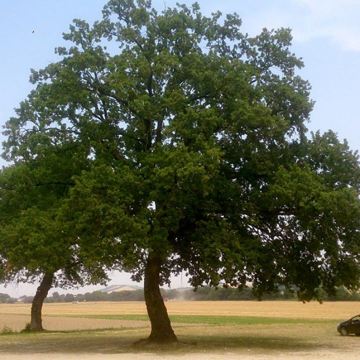 All’ombra della grande Quercia – Castello Dub