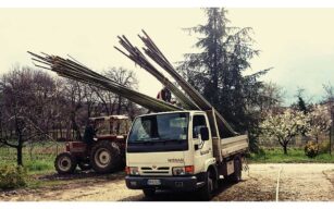 Raccolta e stoccaggio canne di bambù