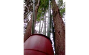 Trattamenti per il bamboo: Tecnica bucket