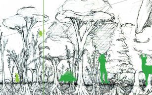 Agricoltura sintropica: la catalogazione delle piante nella successione ecologica