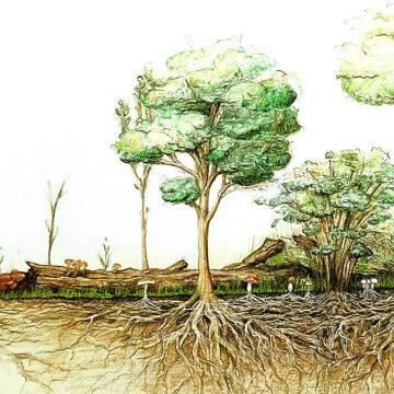 Agricoltura sintropica: Il bioma del suolo e l’importanza della rizosfera