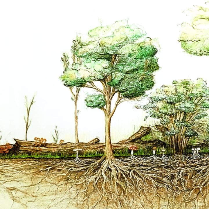 Agricoltura sintropica: Il bioma del suolo e l’importanza della rizosfera