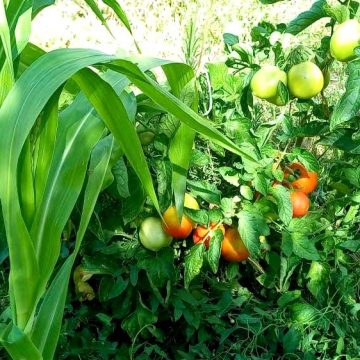 Agricoltura sintropica: Esempio di un sistema agricolo sintropico